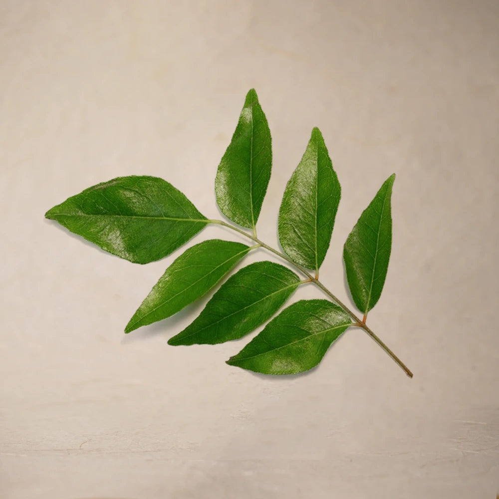 Curry Leaf Powder | Full Pack – 100g