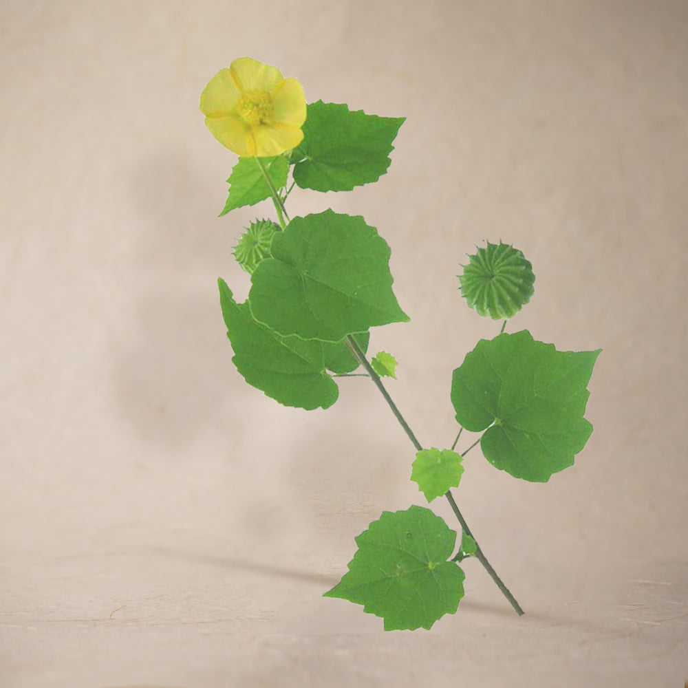 Indian Mallow Leaf Powder | Full Pack – 100g