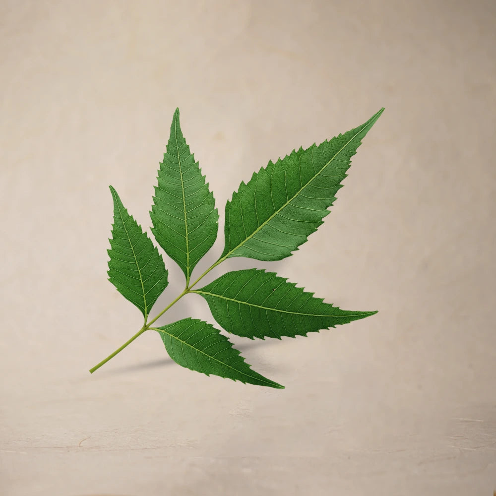 Neem Leaf Powder | Sample/Tester – 10g