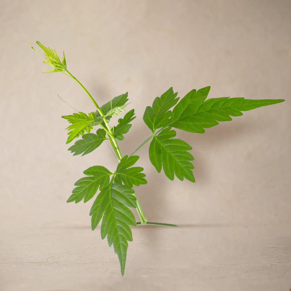 Balloon Vine Leaf Powder | Sample/Tester  – 10g