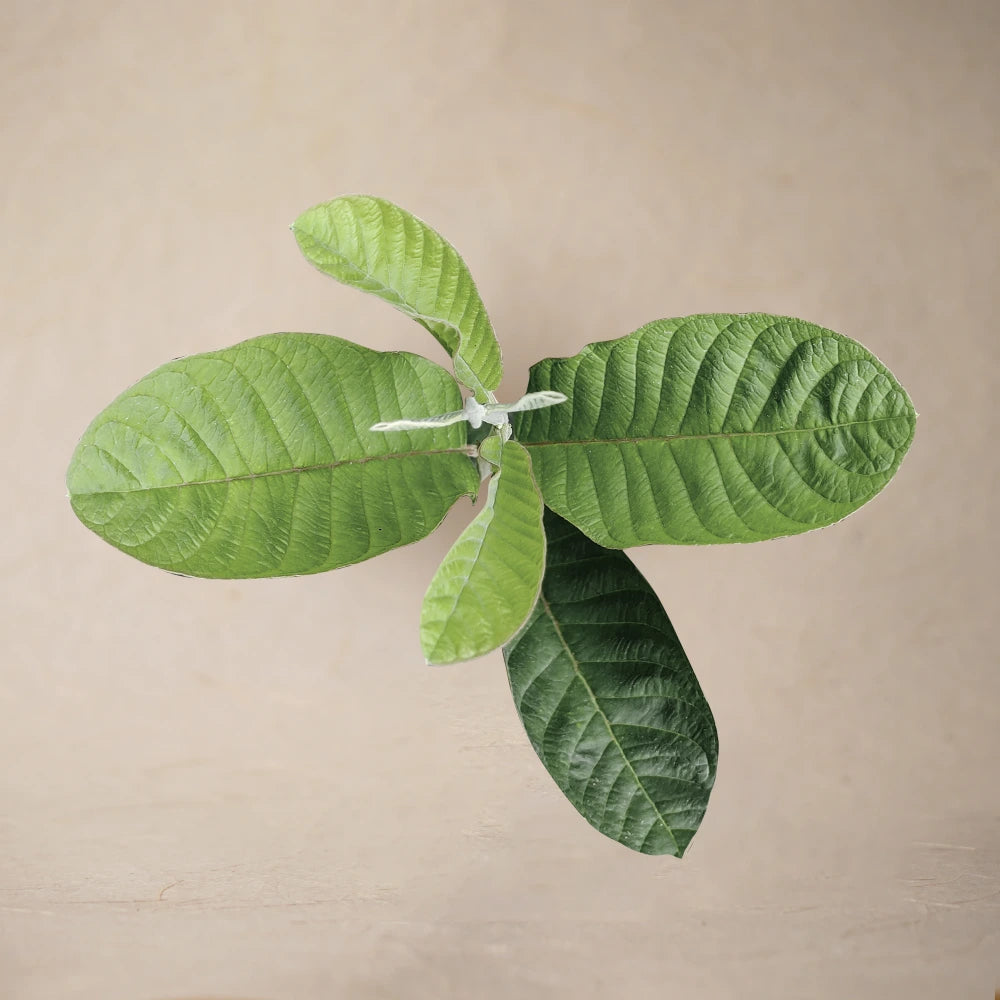 Guava Leaf Powder | Sample/Tester  – 10g