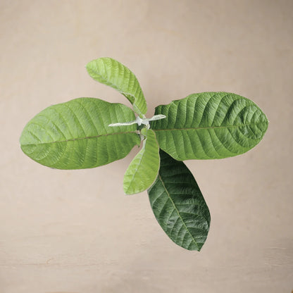 Guava Leaf Powder | Sample/Tester  – 10g