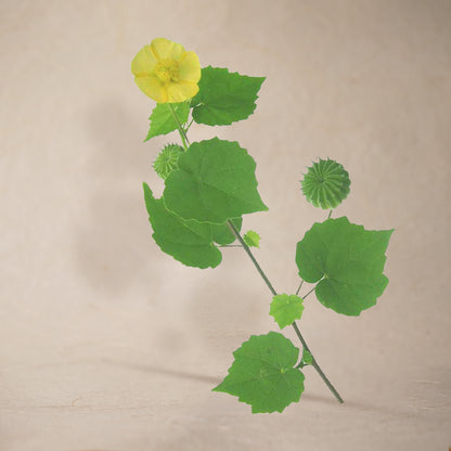 Indian Mallow Leaf Powder | Sample/Tester – 10g