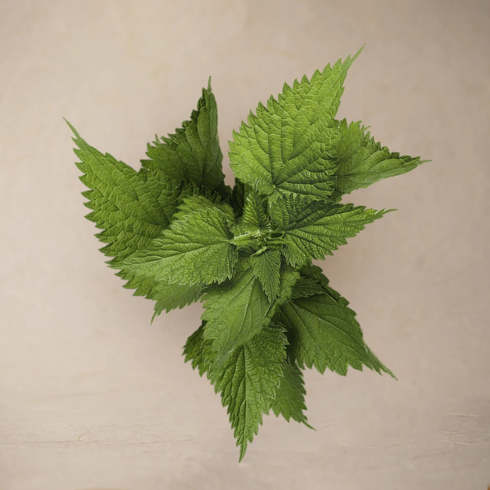 Indian Nettle Leaf Powder | Full Pack – 100g