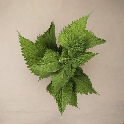 Indian Nettle Leaf Powder | Full Pack – 100g