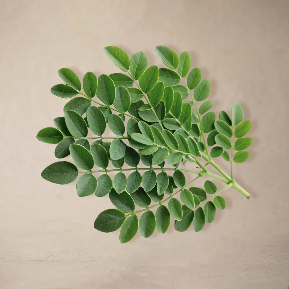 Moringa Leaf Powder | Full Pack – 100g