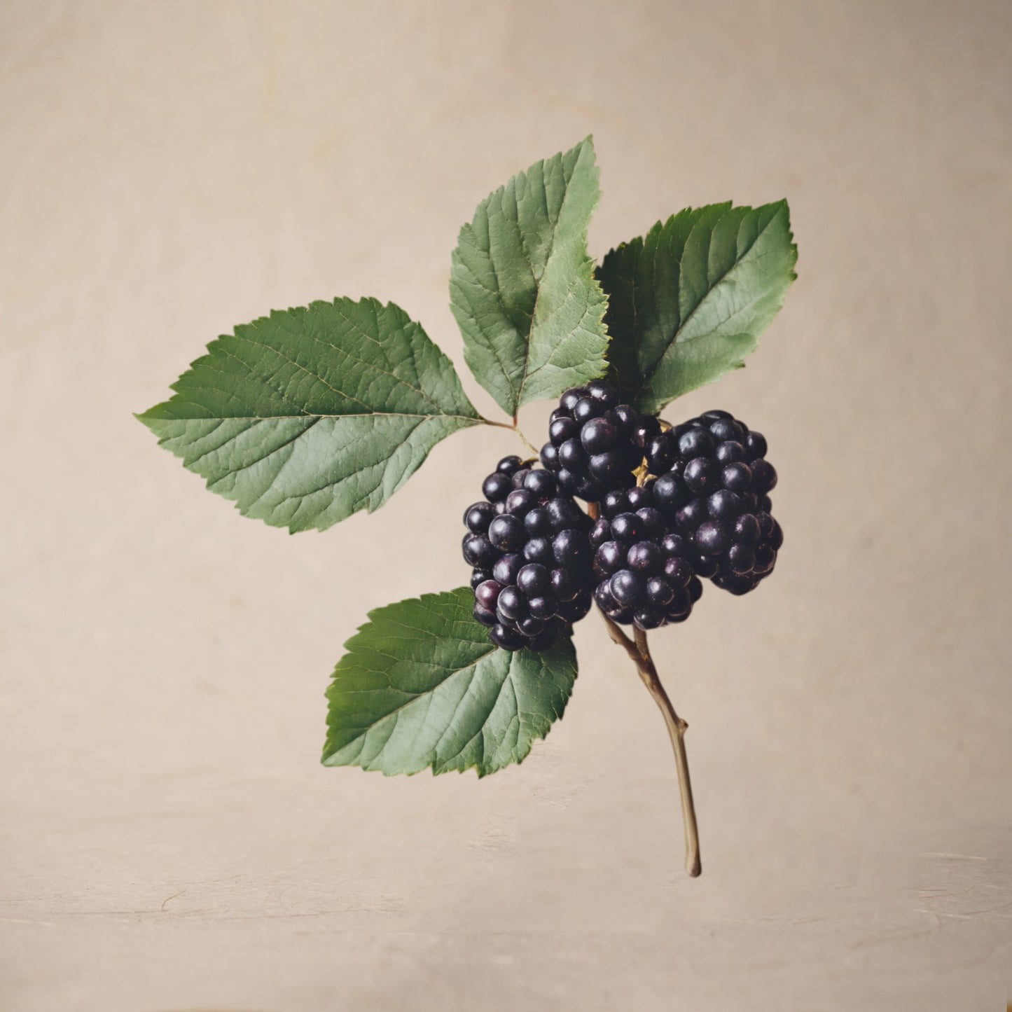 Mulberry Leaf Powder | Sample/Tester – 10g